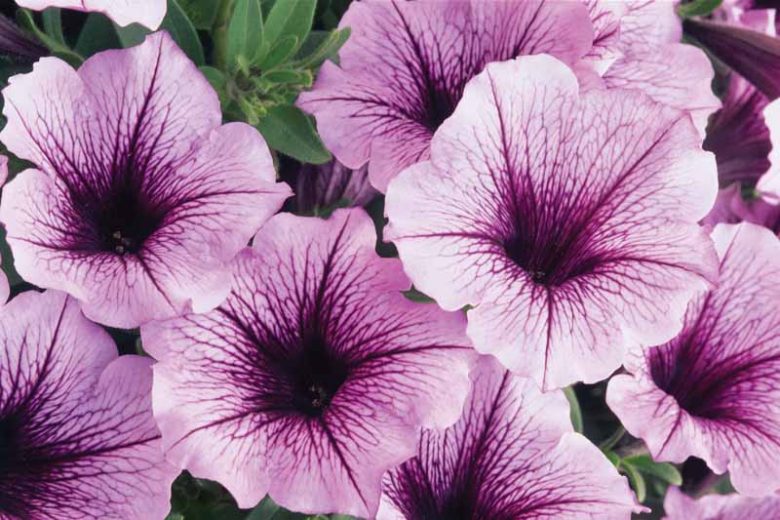 Petunia 'Supertunia Bordeaux', Supertunia Bordeaux Petunia, Mounding Petunia, Purple Petunia, Purple Flowers