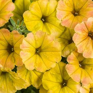 Petunia 'Supertunia Honey', Supertunia Honey Petunia, Mounding Petunia, Yellow Petunia, Yellow Flowers