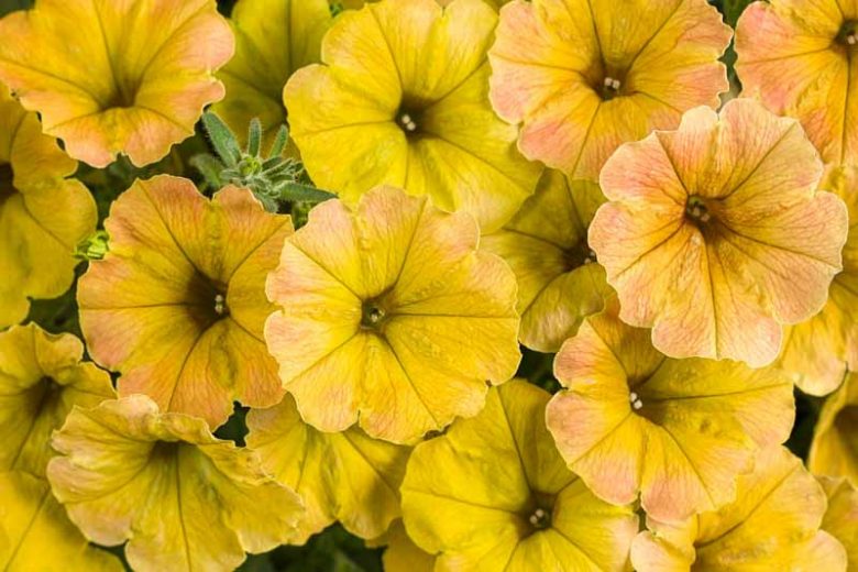 Petunia 'Supertunia Honey', Supertunia Honey Petunia, Mounding Petunia, Yellow Petunia, Yellow Flowers