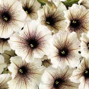 Petunia 'Supertunia Latte', Supertunia Latte Petunia, Mounding Petunia, Cream Petunia, Cream Flowers