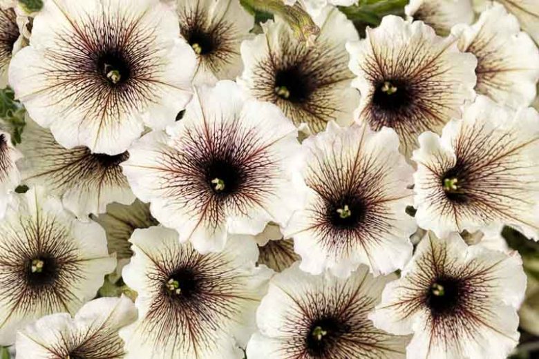 Petunia 'Supertunia Latte', Supertunia Latte Petunia, Mounding Petunia, Cream Petunia, Cream Flowers