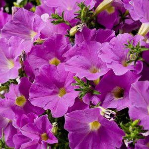 Petunia 'Supertunia Lavender Skies', Supertunia Lavender Skies Petunia, Mounding Petunia, Lavender Petunia, Lavender Flowers