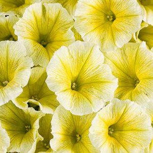 Petunia 'Supertunia Limoncello', Supertunia Limoncello Petunia, Mounding Petunia, Yellow Petunia, Yellow Flowers