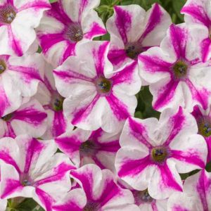 Petunia 'SupertuniPetunia 'Supertunia Lovie Dovie', Supertunia Lovie Dovie Petunia, Mounding Petunia, Bicolor Petunia, Bicolor Flowers