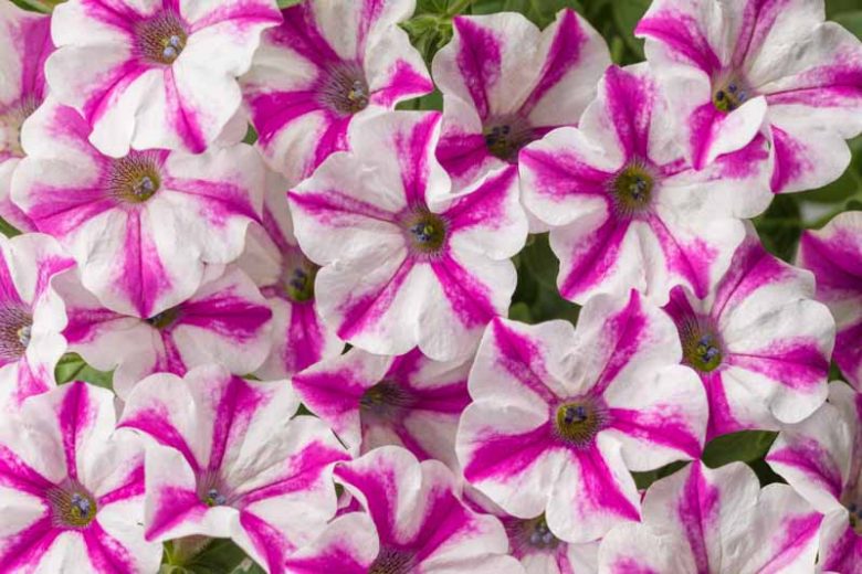 Petunia 'SupertuniPetunia 'Supertunia Lovie Dovie', Supertunia Lovie Dovie Petunia, Mounding Petunia, Bicolor Petunia, Bicolor Flowers
