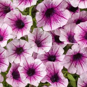 Petunia 'Supertunia Mulberry Charm', Supertunia Mulberry Charm Petunia, Mounding Petunia, Bicolor Petunia, Bicolor Flowers