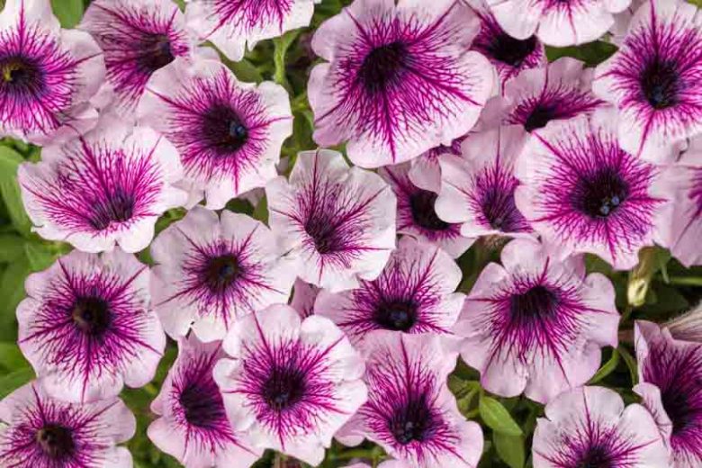 Petunia 'Supertunia Mulberry Charm', Supertunia Mulberry Charm Petunia, Mounding Petunia, Bicolor Petunia, Bicolor Flowers