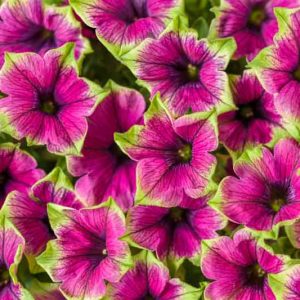 Petunia 'Supertunia Picasso in Purple', Supertunia Picasso in Purple Petunia, Mounding Petunia, Purple Petunia, Purple Flowers