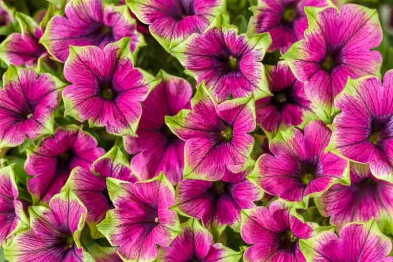 Petunia 'Supertunia Picasso in Purple', Supertunia Picasso in Purple Petunia, Mounding Petunia, Purple Petunia, Purple Flowers