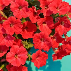 Petunia 'Supertunia Really Red', Supertunia Really Red Petunia, Mounding Petunia, Red Petunia, Red Flowers