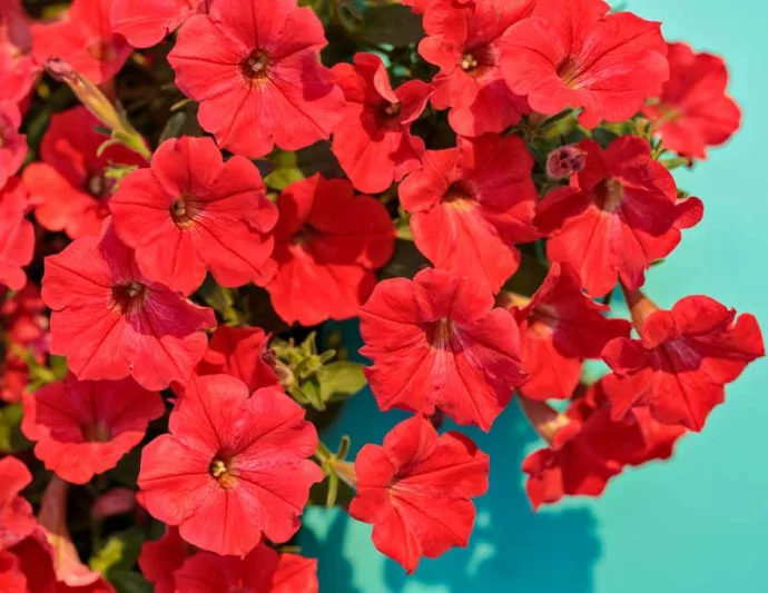 Petunia 'Supertunia Really Red', Supertunia Really Red Petunia, Mounding Petunia, Red Petunia, Red Flowers