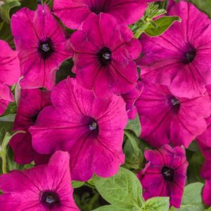 Petunia 'Supertunia Royal Magenta', Supertunia Royal Magenta Petunia, Mounding Petunia, Pink Petunia, Pink Flowers