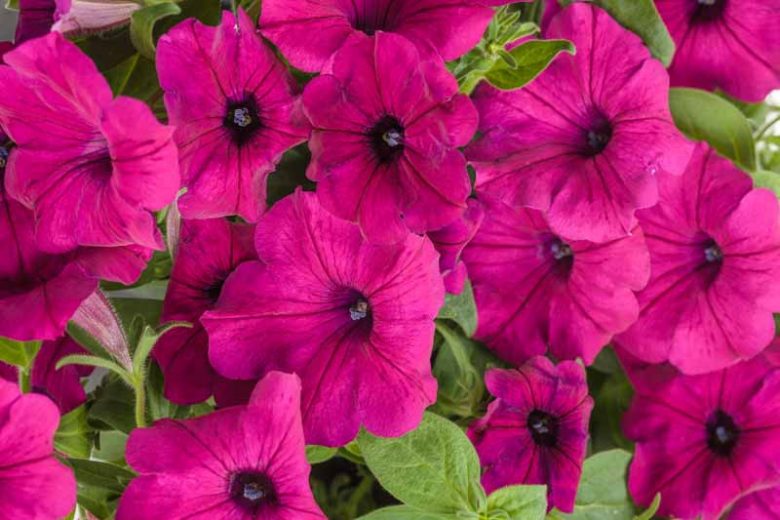 Petunia 'Supertunia Royal Magenta', Supertunia Royal Magenta Petunia, Mounding Petunia, Pink Petunia, Pink Flowers