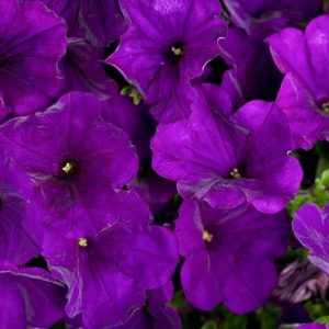 Petunia 'Supertunia Royal Velvet', Supertunia Royal Velvet Petunia, Mounding Petunia, Purple Petunia, Purple Flowers