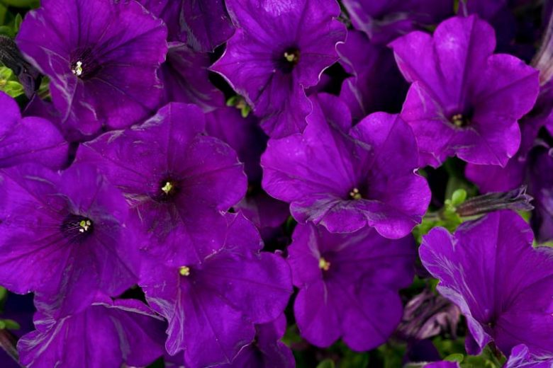 Petunia 'Supertunia Royal Velvet', Supertunia Royal Velvet Petunia, Mounding Petunia, Purple Petunia, Purple Flowers