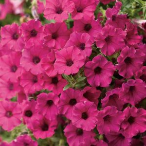 Petunia 'Supertunia Sangria Charm', Supertunia Sangria Charm Petunia, Mounding Petunia, Pink Petunia, Pink Flowers