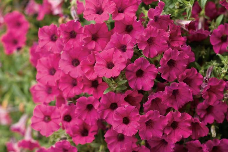 Petunia 'Supertunia Sangria Charm', Supertunia Sangria Charm Petunia, Mounding Petunia, Pink Petunia, Pink Flowers