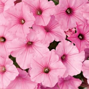 Petunia 'Supertunia Vista Bubblegum', Supertunia Vista Bubblegum Petunia, Mounding Petunia, Pink Petunia, Pink Flowers