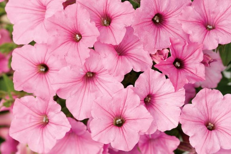 Petunia 'Supertunia Vista Bubblegum', Supertunia Vista Bubblegum Petunia, Mounding Petunia, Pink Petunia, Pink Flowers