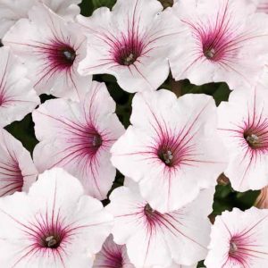 Petunia 'Supertunia Vista Silverberry', Supertunia Vista Silverberry Petunia, Mounding Petunia, Silver Petunia, Silver Flowers