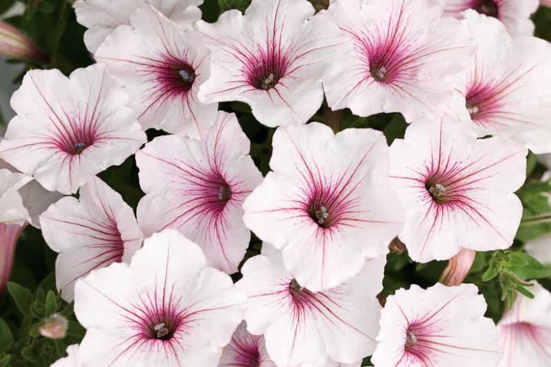 Petunia 'Supertunia Vista Silverberry', Supertunia Vista Silverberry Petunia, Mounding Petunia, Silver Petunia, Silver Flowers