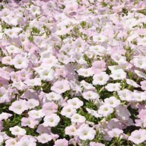 Petunia 'Wave Misty Lilac', Wave Misty Lilac Petunia, Spreading Petunia, Lilac Petunia, Lilac Flowers