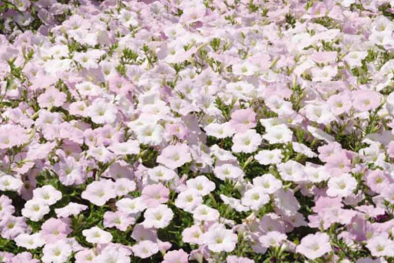 Petunia 'Wave Misty Lilac', Wave Misty Lilac Petunia, Spreading Petunia, Lilac Petunia, Lilac Flowers