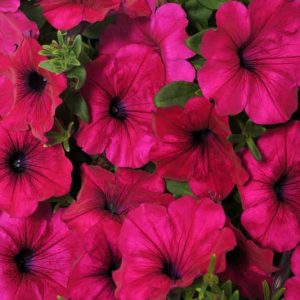 Petunia 'Wave Purple', Wave Purple Petunia, Spreading Petunia, Purple Petunia, Purple Flowers