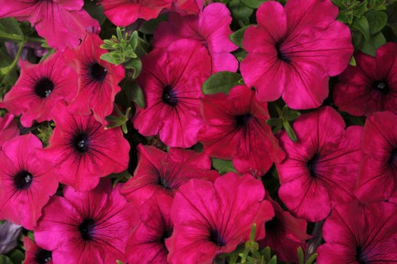 Petunia 'Wave Purple', Wave Purple Petunia, Spreading Petunia, Purple Petunia, Purple Flowers