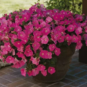 Petunia 'Wave Purple Classic', Wave Purple Classic Petunia, Spreading Petunia, Purple Petunia, Purple Flowers