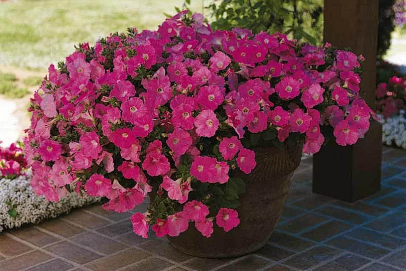Petunia 'Wave Purple Classic', Wave Purple Classic Petunia, Spreading Petunia, Purple Petunia, Purple Flowers