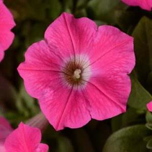 Petunia 'Wave Rose', Wave Rose Petunia, Spreading Petunia, Pink Petunia, Pink Flowers