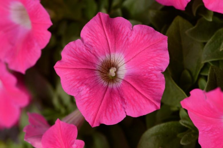 Petunia 'Wave Rose', Wave Rose Petunia, Spreading Petunia, Pink Petunia, Pink Flowers
