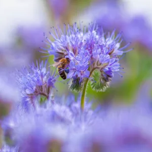Phacelia Tanacetifolia, Fiddleneck, Scorpion Weed, Purple Tansy, Lacy Phacelia, Fernleaf Fiddleneck, Purple Flowers, Purple annual
