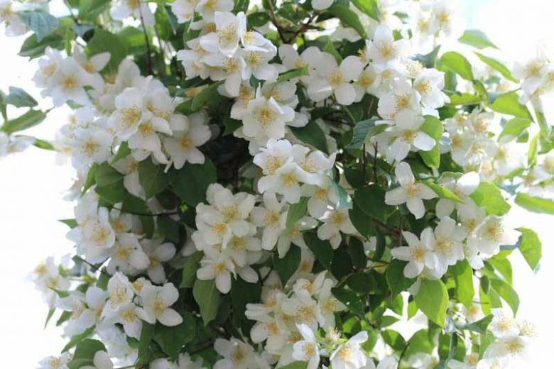 Philadelphus 'Avalanche', Mock Orange 'Avalanche',Philadelphus lemoinei 'Avalanche',  flowering shrub, White flowers, Fragrant shrub, Flowering Shrub