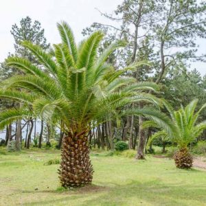 Phoenix canariensis, Canary Island Date Palm, Canary Date Palm, Slender Date Palm, Drought tolerant tree, Palm Tree