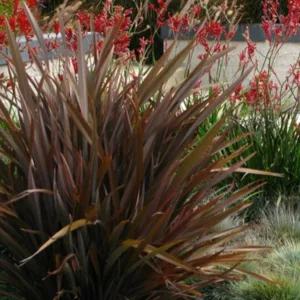 Phormium 'Amazing Red', New Zealand Flax 'Amazing Red', Flax Lily 'Amazing Red', Black Phormium, Flax Bush 'Amazing Red', New Zealand Hemp 'Amazing Red', Coastal Flax 'Amazing Red', Red Phormium, Purple Phormium