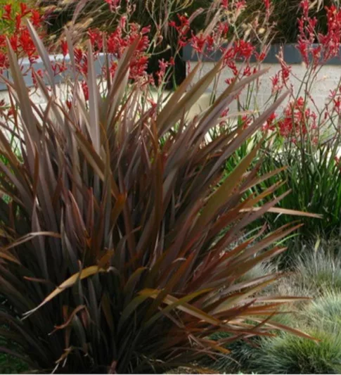 Phormium 'Amazing Red', New Zealand Flax 'Amazing Red', Flax Lily 'Amazing Red', Black Phormium, Flax Bush 'Amazing Red', New Zealand Hemp 'Amazing Red', Coastal Flax 'Amazing Red', Red Phormium, Purple Phormium