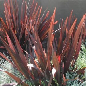 Phormium 'Dark Delight', New Zealand Flax 'Dark Delight', Flax Lily 'Dark Delight', Dark Phormium, Flax Bush 'Dark Delight', New Zealand Hemp 'Dark Delight', Coastal Flax 'Dark Delight', Red Phormium, Purple Phormium