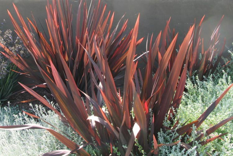 Phormium 'Dark Delight', New Zealand Flax 'Dark Delight', Flax Lily 'Dark Delight', Dark Phormium, Flax Bush 'Dark Delight', New Zealand Hemp 'Dark Delight', Coastal Flax 'Dark Delight', Red Phormium, Purple Phormium