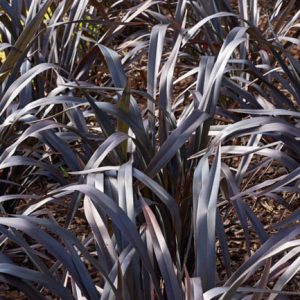 Phormium 'Platt's Black', New Zealand Flax 'Platt's Black', Flax Lily 'Platt's Black', Black Phormium, Flax Bush 'Platt's Black', New Zealand Hemp 'Platt's Black', Coastal Flax 'Platt's Black', Phormium cookianum 'Platt's Black'