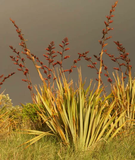 Phormium Tenax, New Zealand Flax, Evergreen Perennial, Common Flax Lily, Flax Bush, New Zealand Hemp, Coastal Flax