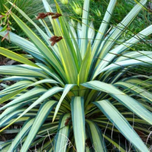Phormium 'Yellow Wave',New Zealand Flax 'Yellow Wave', Flax Lily 'Yellow Wave', Flax Bush 'Yellow Wave', New Zealand Hemp 'Yellow Wave', Coastal Flax 'Yellow Wave', Phormium tenax 'Yellow Wave'