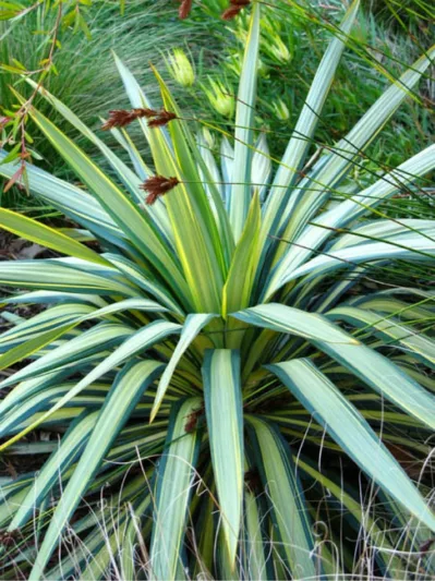 Phormium 'Yellow Wave',New Zealand Flax 'Yellow Wave', Flax Lily 'Yellow Wave', Flax Bush 'Yellow Wave', New Zealand Hemp 'Yellow Wave', Coastal Flax 'Yellow Wave', Phormium tenax 'Yellow Wave'