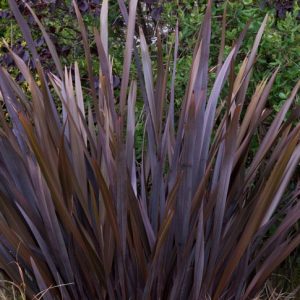 Phormium tenax Purpureum Group, New Zealand flax Purpureum Group, Phormium tenax 'Purpureum', Purple New Zealand Flax, Phormium 'Wilwood', Dark Phormium, Hardy Phormium, Bronze Phormium, Chocolate Phormium, Purple Phormium