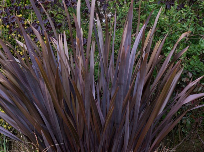 Phormium tenax Purpureum Group, New Zealand flax Purpureum Group, Phormium tenax 'Purpureum', Purple New Zealand Flax, Phormium 'Wilwood', Dark Phormium, Hardy Phormium, Bronze Phormium, Chocolate Phormium, Purple Phormium