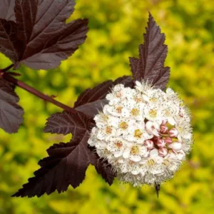 Physocarpus Opulifolius ‘Diabolo’, Ninebark 'Diabolo', Ninebark 'Monlo', Ninebark 'Diablo', Physocarpus Opulifolius 'Monlo', Physocarpus Opulifolius 'Diablo', Shrubs with dark foliage, Shrubs with black foliage, peeling bark