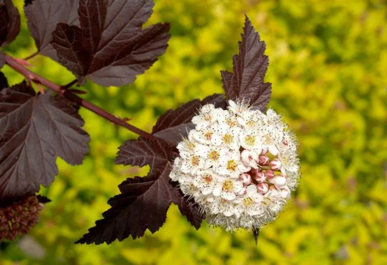 Physocarpus Opulifolius ‘Diabolo’, Ninebark 'Diabolo', Ninebark 'Monlo', Ninebark 'Diablo', Physocarpus Opulifolius 'Monlo', Physocarpus Opulifolius 'Diablo', Shrubs with dark foliage, Shrubs with black foliage, peeling bark