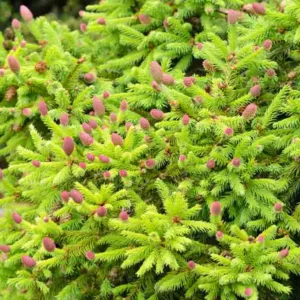 Picea abies 'Pusch', Norway Spruce 'Pusch', Pusch Norway Spruce, Picea abies 'Acrocona Pusch', Picea abies 'Acrozwerg', Picea abies 'Acrocona Nana', Evergreen Conifer, Evergreen Shrub, Small Conifer, Red Cones