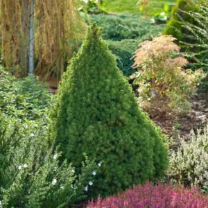 Picea glauca 'Conica', White Spruce 'Conica', Conica White Spruce, Alberta Spruce 'Conica', Picea glauca var. albertiana 'Conica', Dwarf Alberta Spruce, Dwarf White Spruce, Evergreen Conifer, Evergreen Shrub, Evergreen Tree